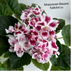 Морозная Вишня (Морев)